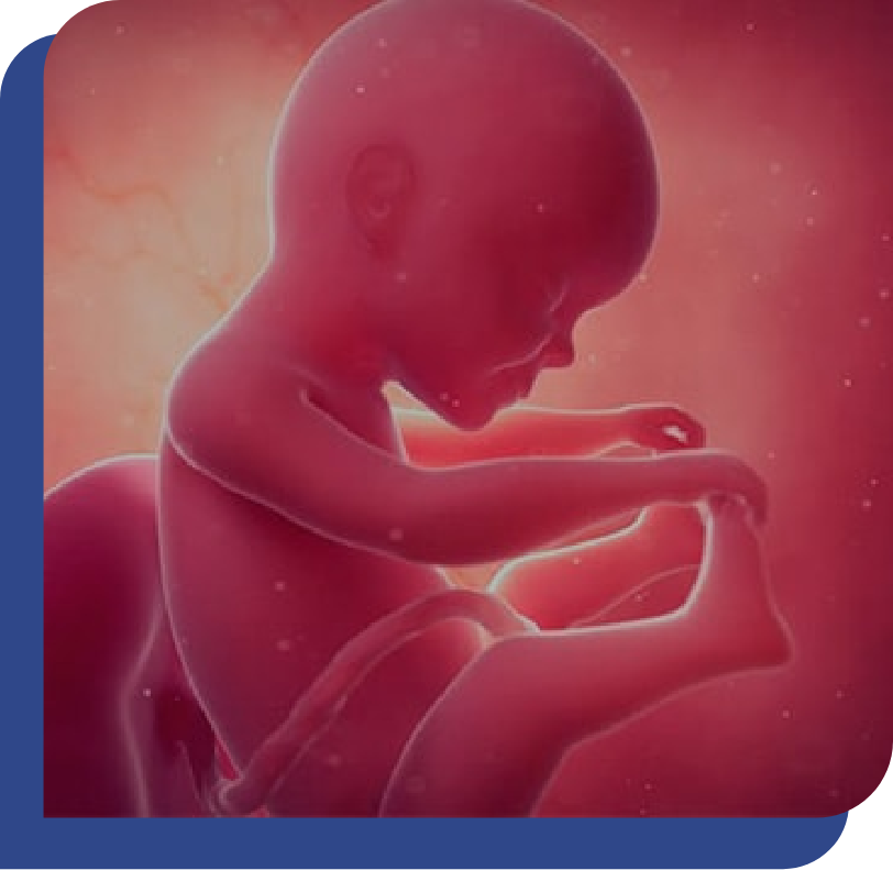 Perfil Biofísico Fetal